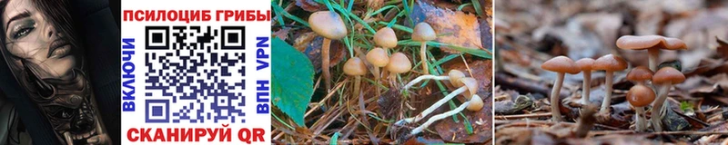 мега маркетплейс  цена   Киренск  Галлюциногенные грибы Psilocybine cubensis 